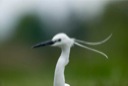 Brenne Wildlife